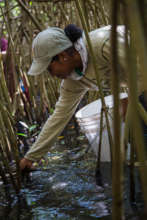 Help a community in Mexico plant 50,000 mangroves