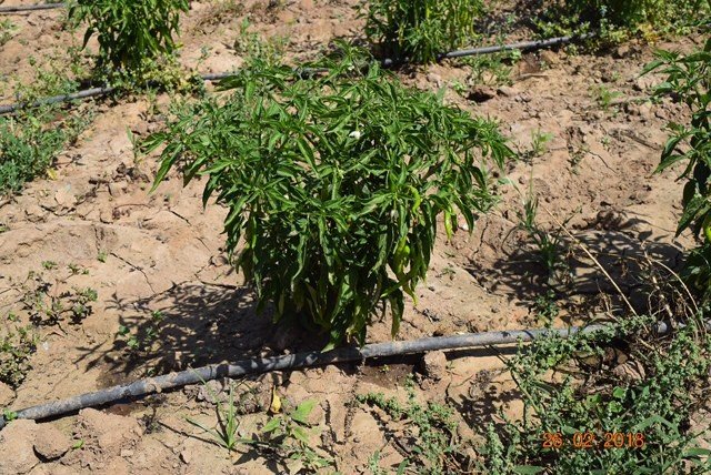 Provide 18 farmers with irrigation for life