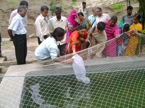 ornamental fishes in cemented fish tanks