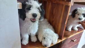 Puppies waiting for their turn!
