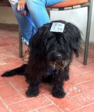 All the dogs wear their MASH number on their head