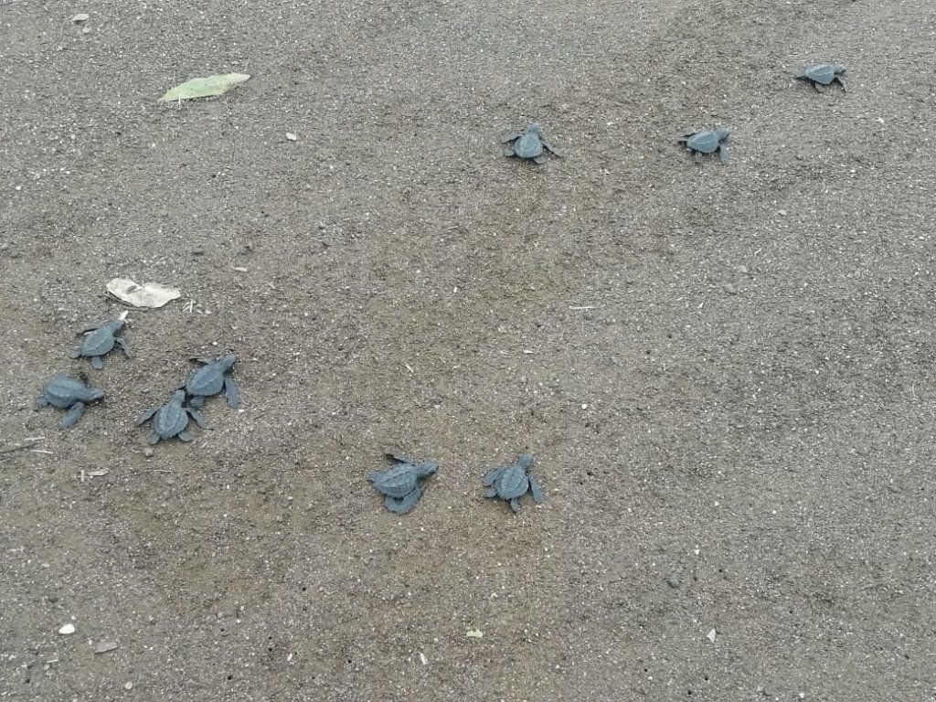 Saving Kids & Turtles in Jurado, Colombia