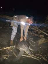 Working hard for the wellbeing of our Turtles