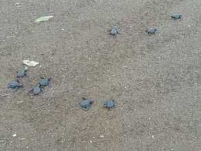 In Jurado we can see 5 species of Sea Turtles