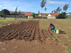 Planting more grass on the field