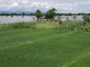Rice field has been lost