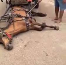 Fallen Horse
