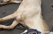 Improving the lives of Carriage Horses in Jakarta
