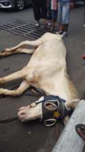 Improving the lives of Carriage Horses in Jakarta