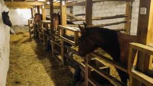Stable proved very practical and horses seem happy