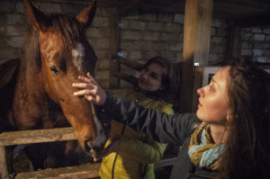 Horse interaction at one of the seminars