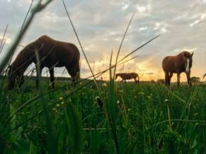 One of many mesmerizing mornings on the pasture