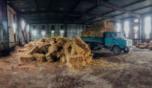 Unloading ~400 straw bales to be used for bedding