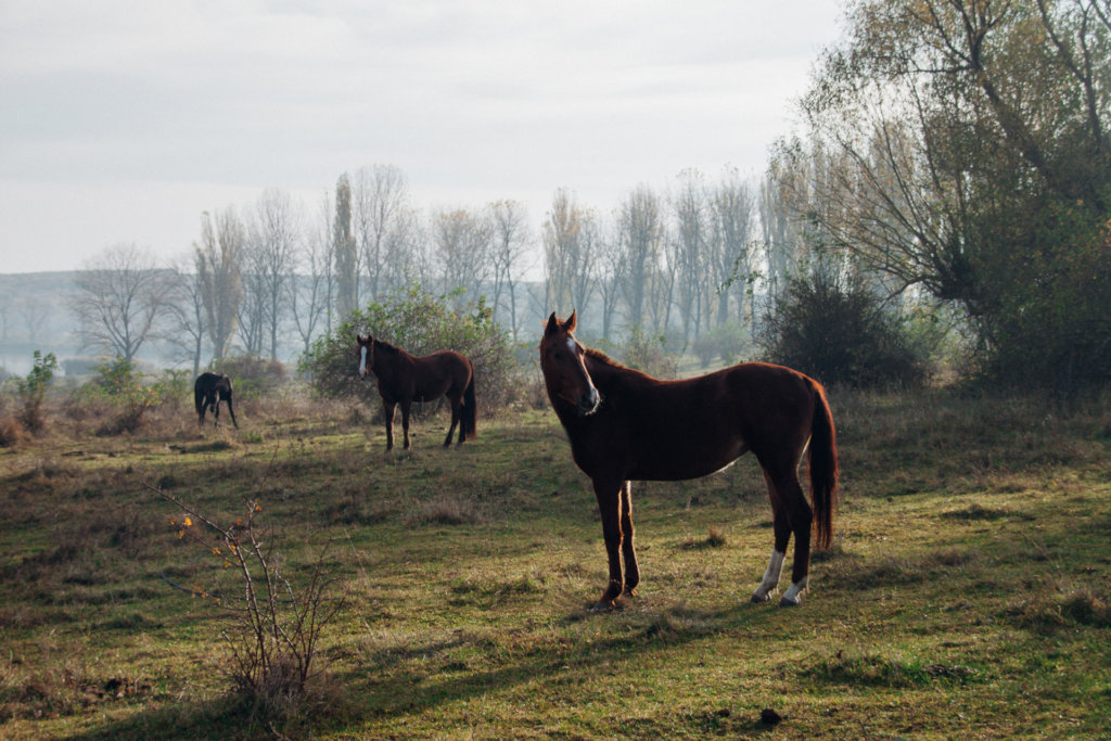 Horse Sanctuary