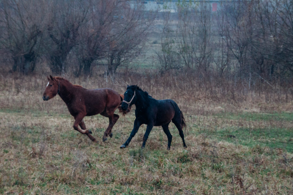 Horse Sanctuary