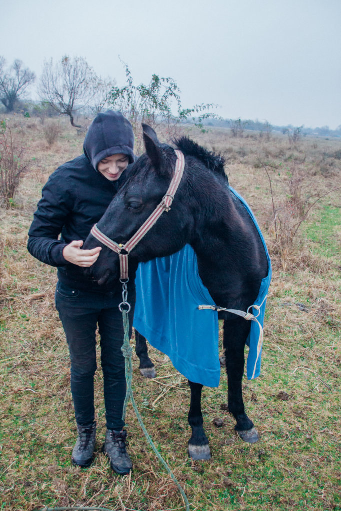 Horse Sanctuary