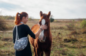 Horse Sanctuary