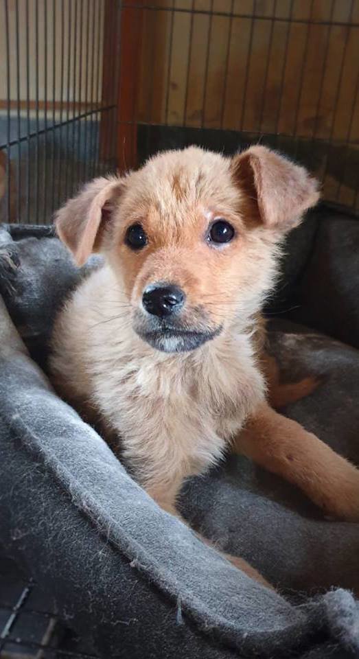 Rescue 200 Indian street dogs