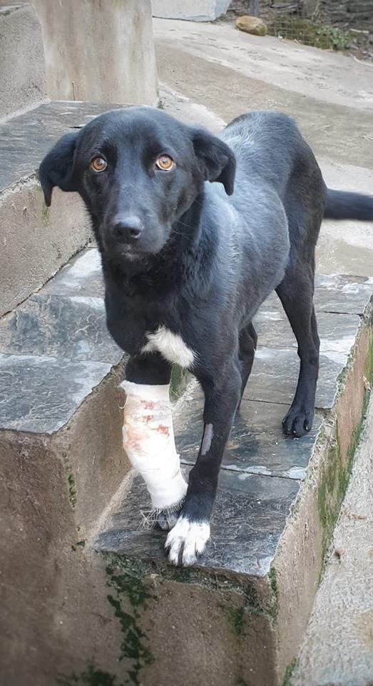 Rescue 200 Indian street dogs