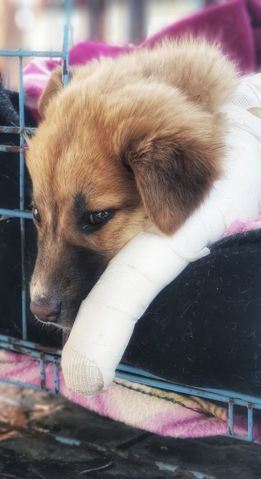 Rescue 200 Indian street dogs