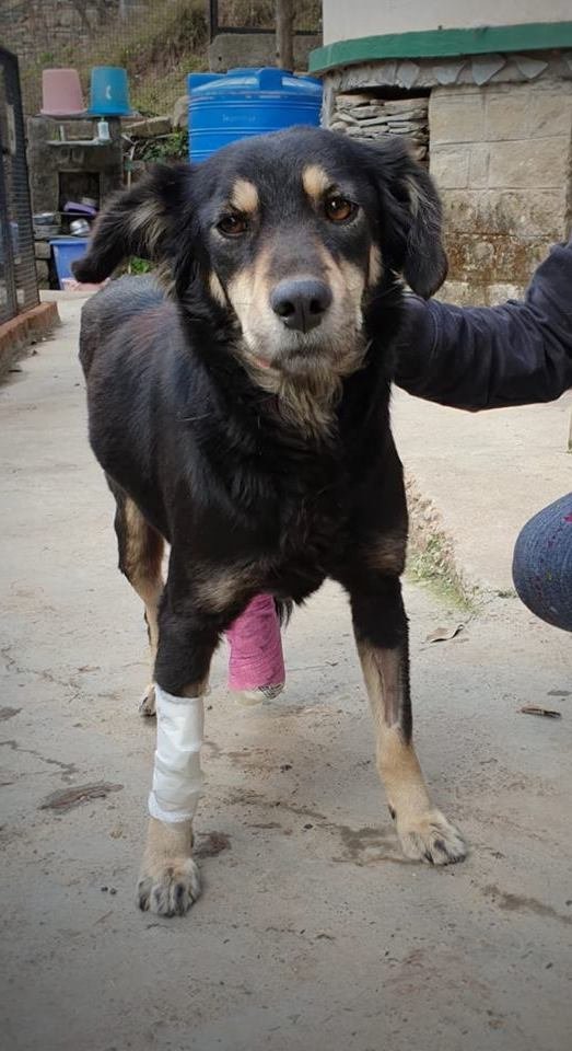 Rescue 200 Indian street dogs