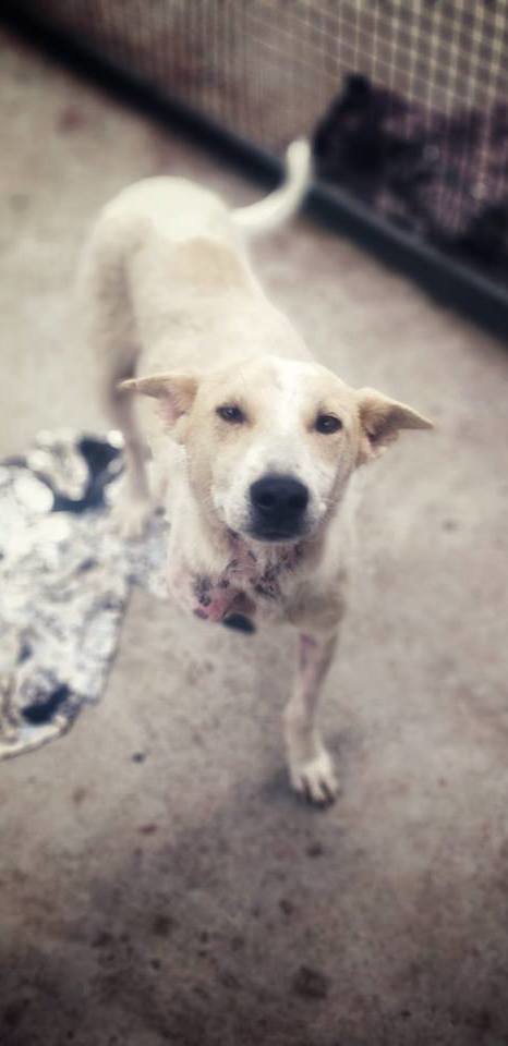 Rescue 200 Indian street dogs