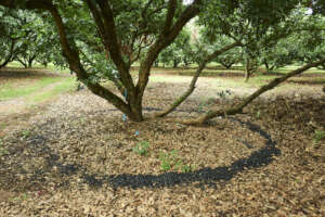 Biochar holds water for trees (Will Horner for WH)