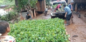 Coffee Tree Seedlings in Mae Chaem