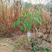 Tree with QR code for tracking