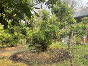 Biochar around fruit trees retain water, nutrients