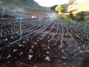 Mae Chaem Crops planted with biochar fertilizer