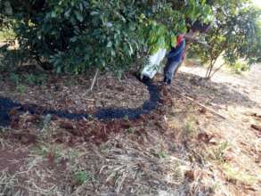 Applying biochar retains water around orchard tree