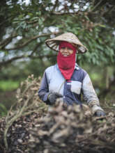 Biochar being made from orchard pruning