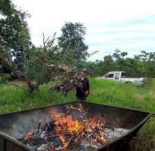 Current biochar trough for branches