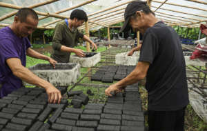 Biochar briquettes set out to dry