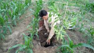 Planting trees using biochar