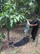 Farmer using biochar with orchard trees