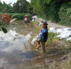 Rice farmer adding biochar to paddy