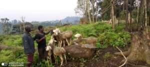 Goats love the salt lick with biochar n the DRC