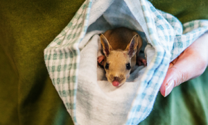 Bandicoot joey in care with WIRES