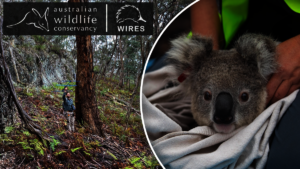 Bushfire Recovery Programs-Koala