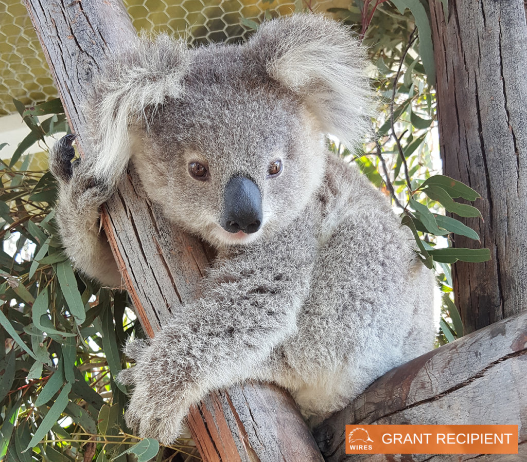 Imogen-WIRES Emergency Relief Grant Recipient