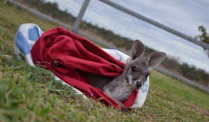 Rescued Kangaroo joey in care with WIRES