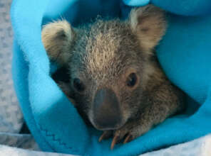 Orphaned Koala joey, rescued by WIRES October 2021