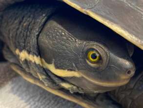 Manning River helmeted turtle, image by Veda