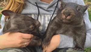 Nellie and Declan-Bushfire Evacuees growing up