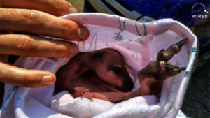 Kangaroo joey rescued from deceased mothers pouch