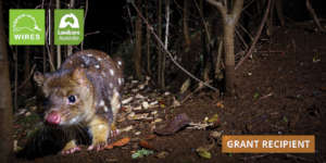 Habitat Protection-Spotted-tailed Quoll