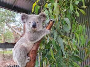 Matty the koala in care