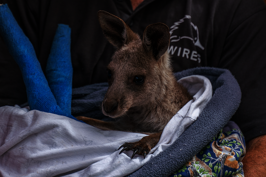 Aussie Wildlife Recovery & Emergency Preparedness